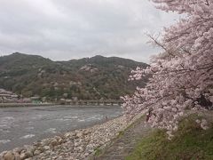 京都・嵐山の桜を見に。