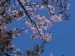 街の小さな公園[赤羽公園]にも桜が咲きました。