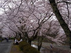 2017七谷川の桜