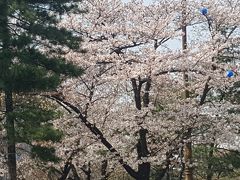 いつもの韓国1人旅　今日は韓国でサクラを愛でよう！！（南山公園と汝矣島公園）