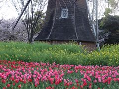 名城公園のチューリップがきれいでした。もちろん桜も満開でした。