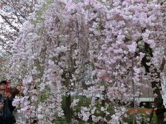 2017年4月＊1週間だけの☆造幣局桜の通り抜け☆