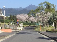 桜も満開になってきたので鹿屋市中央公園に    ☆鹿児島県鹿屋市