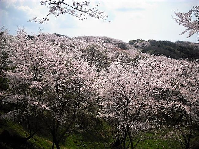 　家から近いので今年も竜王山に桜を見に行きました。<br />ここ4年くらい毎年訪れています。<br />毎回同じような写真ばかりで変わり映えしませんが、その時しか見られない花・・・と思って、<br />今回も大量の写真になりました。