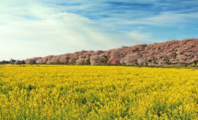 2017年の春。　<br />今年は幸手市の権現堂桜堤へ桜を見に行きたいと思っていた。　<br />でも、この春の気候は旅人泣かせ。　<br />やっと満開になるか…という頃には冷たい雨の予報。　<br /><br />それでもめげない私は、観桜のプランニング。<br />そんな時、仕事中に起きた指の切創事故。　<br />しかも、右手の人差し指。　<br />自分でも呆れてしまう失態。　<br />この手では、写真を撮るのは難しい。　<br />カメラは持てても、シャッターを押す指が…。　<br /><br />こんな時こそPositive Thinking !　<br />人差し指は使えないが、シャッターを押す指は他にもある。　<br />中指にだって人差し指の代わりが務まる。　<br />怪我ごときで桜を諦めてたまるか。　<br /><br />しかし、頼みの綱の週末は天気予報通りの雨。　<br />大雨ではないが、しっとりと樹木を濡らす雨。　<br />花房の中にも小さな雨の粒が浮かび、まるで桜の涙。　<br />煙る様な桜のトンネルは、ふんわりと空に漂う桜の春霞。　<br />霧雨の観桜も、儚い風情がある。　<br /><br />でもね。　<br />権現堂の桜が一番美しく見えるのは、朝の光の中。　<br />朱鷺色に輝く満開の桜並木、そして、柔らかな陽光を浴びる菜の花畑。<br /><br />そんな光景を見られる今年のチャンスは、あと一度きり。　<br />雨上がりの月曜の朝がそのラストチャンス。　<br />週の仕事始めの月曜日。　　<br />仕事も桜も待ってはくれない。　<br />さぁ、どうする？　<br /><br />悩む位ならばチャレンジしてみる。　<br />「ヤレバデキル」が私のモットー。　<br />始発電車に乗って、軽くマラソンすれば朝陽に輝く桜堤も夢ではない。　<br />朝駆け観桜に出かけよう♪　<br />