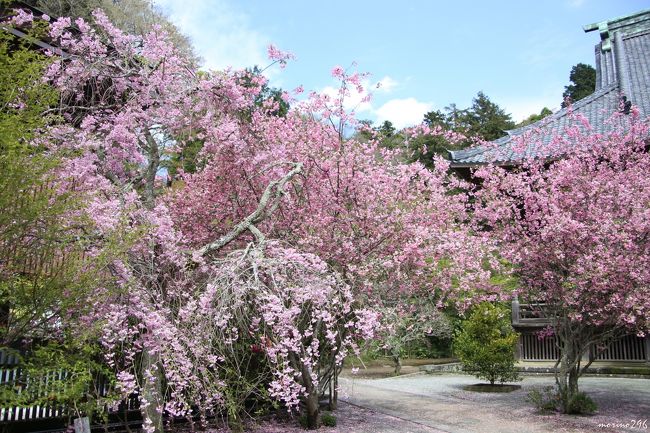 例年、鎌倉では、桜（ソメイヨシノ）が終わると花海棠が見頃を迎えます。<br />しかしながら、今年は桜の開花がゆっくりと進んだため、桜と花海棠の見頃が重なってしまいました。<br /><br />前日の風雨で桜も花海棠も散ってしまったのではと心配でしたが、何とか大丈夫でした。<br /><br />鎌倉の桜・・・、何処がいいかな？<br />花海棠を愛でるには、光則寺・海蔵寺・妙本寺は外せません。<br /><br />そこで考えたコースは、<br />北鎌倉駅→源氏山（桜）→海蔵寺→鶴岡八幡宮（桜）→妙本寺→光則寺→鎌倉駅。<br />ちょっと欲張ったコース設定ですが、何とかなるでしょうと、スタートしました。<br /><br />表紙の写真は,妙本寺の花海棠と枝垂れ桜の饗宴です。