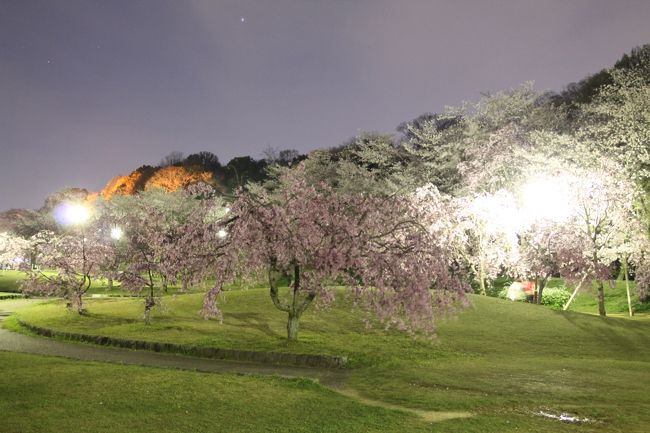 昨年に引き続き、愛知・豊田の水源公園に花見に行った。と言っても今年は夜桜。<br /><br />既に13日のため、ライトアップ期間は過ぎており、街灯を頼りに夜桜を見学。<br />しかし今年の満開は正に今。ライトアップ期間を延長してもらいたかったな。<br /><br />という訳で、拙いカメラ捌きで頑張って撮った写真。<br />もし宜しければご覧ください。