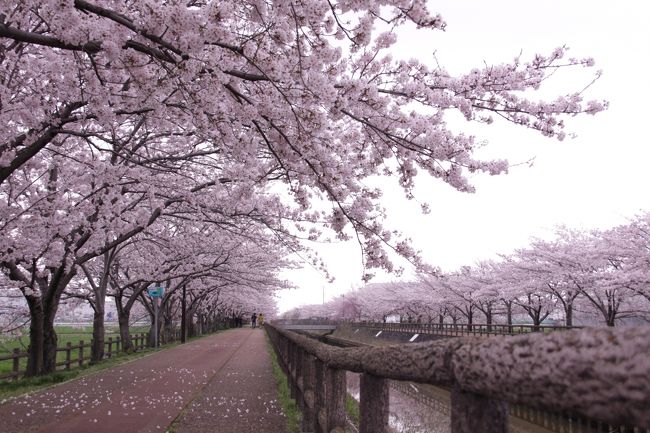 ■ 今年も、稲沢市平和町にある桜の名所「サクラネックレス」に行ってきました。<br /><br />サクラネックレスとは稲沢市平和町にある桜並木が、ネックレスのようにつながっているのでこのように命名されました。<br /><br />
