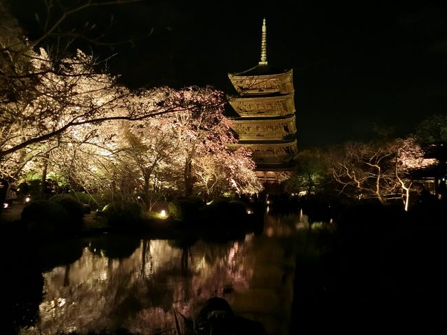 所用で大阪へ行って来ました。元々桜目的ではなく、所用のために日にちが決まっていたので、桜は見れないだろうと思っていたら、なんと今年は例年より遅く満開。ラッキー♪<br /><br />ただし、時間は限られていたので、大阪城と東寺のライトアップに絞って観賞することに決めました。<br />大阪城では雨に降られ気持ちも萎え、途中でギブアップ(笑)<br />しかし次の日は天気が回復し、東寺のライトライトアップは幻想的で感動しました。
