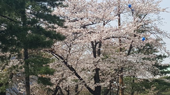 旅行を4月と決めた段階で見たことのない韓国のサクラを見る旅を思いつきました。<br /><br />鎮海のサクラが有名ですが、今回はソウルでのお花見を計画しました。<br /><br />午前中は宿の近くの南山公園（Ｎソウルタワー）のサクラ<br /><br />午後は汝矣島公園のサクラをみることにしました。<br />