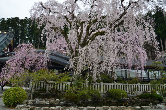地元の桜はまだいまいちなので、いろいろ調べて県西部か愛知県に行こうかと検討しましたがお天気が良くないようです。<br />そこで晴れ間も出る予報になっていたR52富士川の上流方面に行くことにしました。<br />第2回の今回は、身延町の身延山久遠寺です。<br />第1回の富士川町の大法師公園から移動しました。<br />また、身延山久遠寺の桜は6年前に来ていますので2回目です。<br /><br />★身延山久遠寺のHPです。<br />http://www.kuonji.jp/<br /><br />★桜名所 全国お花見1000景2017年度版のHPです。<br />https://hanami.walkerplus.com/<br />