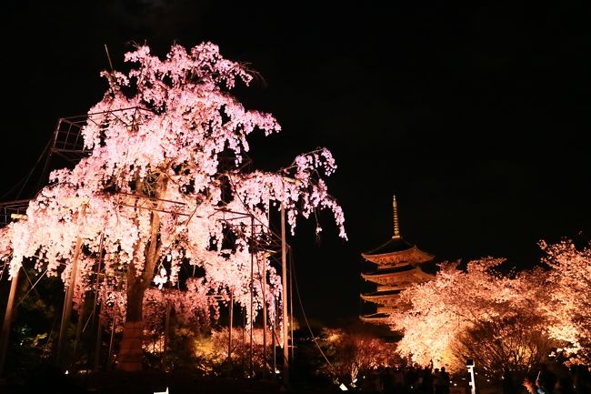 青春１８きっぷで東京⇒松山　春の一人旅　<前編　京都で夜桜>