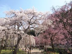 ＜埼玉・秩父満開の桜巡り・１＞荒川・枝垂れ桜の里をサイクリング　絶景の三大「しだれ桜」