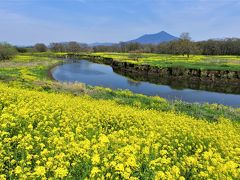 筑波山と菜の花の里ー小貝川散歩