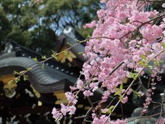ようやく春めいた京の街を徘徊する。桜、御朱印、風景印、撮り鉄・・外国人パワーに圧倒される。