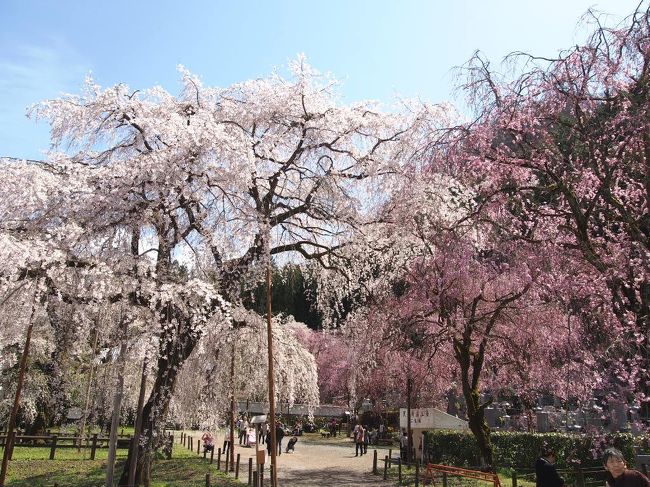 今年は早春の旅、伊豆「満開の河津桜」を見る事からスタート。<br />次のお出掛けは「ソメイヨシノ」が満開になる３月下旬か････<br />なんて思っていたのだが、間に久々の街道歩き等もあり、<br />あっと言う間にソメイヨシノが咲く桜の季節に。<br />（街道歩きの旅行記は後ほどアップ予定）<br /><br />ここ数年は３月下旬、遅くても４月頭には満開だった東京の<br />桜もかなり開花が遅れ、満開になったのも遅かった。<br />今年の春は、遅い春旅が控えているので近場の桜を見に行く<br />予定だった。東京・多摩地域にも素敵な桜の名所は多々あるので。<br />しかし３月下旬から忙しく、移動途中で電車の中から公園の桜を<br />眺めた程度で、近所の桜さえも見ずに残念ながら今年の桜シーズンが<br />終わってしまった。･･･完全に乗り遅れてしまった～。<br /><br />群馬や茨城辺りまで行けば満開の桜は十分に楽しめそうだが、今後に<br />控えている春旅の宿代が思ったよりかかり･･･ただ今、金欠状態。<br />茨城や群馬までの交通費が懐に厳しい～。でも桜の名所に行きたい！<br />そんな時は、我が家からはわりと気軽に行ける埼玉県の「秩父」へ。<br /><br />ネットの情報を見る限り、秩父の桜はここ数日でピークを迎え･･･<br />桜が有名な長瀞は、大半の桜が満開。しだれ桜に関してはピークを<br />過ぎた場所も多いようだけど、まだまだ綺麗に見れる状態らしい。<br /><br />そんな事でやっと暇が出来た１日。たっぷりと秩父の桜を堪能<br />して来ました。枝垂れ桜で有名な「清雲寺」桜並木が絶景の<br />「長瀞」どちらも最高の風景を見る事が出来て素敵な休日になりました。<br /><br />今回は「しだれ桜＆そばの里」と呼ばれる荒川地域の桜風景を<br />紹介します。荒川には「三大しだれ桜」と呼ばれる、素晴らしい<br />お寺が３ヶ所あります。どのお寺も味があり、しだれ桜が咲く風景は<br />絶景でした。残念ながら２ヶ所は見頃とは言えない状態でしたが･･･<br />十分に美しい桜を思い描ける風景を楽しむ事が出来ました♪