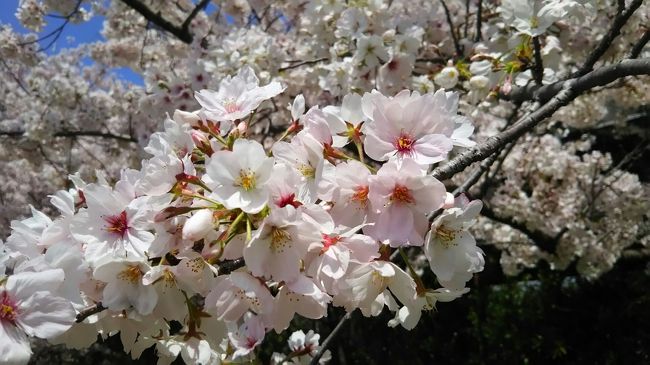 4月13日木曜日<br /><br />ようやく京都も快晴の様子。<br /><br />桜は、雨風でだいぶ散り気味ですが、それでも綺麗に咲いているようです。<br /><br />京都の介護タクシー　http://kaigotaxi-info.jp/top_586.html<br /><br />京都のバリアフリー観光・旅行　お役立ち情報<br /><br />https://matome.naver.jp/odai/2136877283891323601<br />