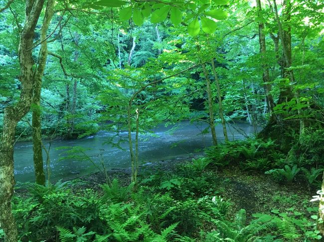 函館の夜景に始まり、レンガ倉庫街、五稜郭を観光し、<br />開通したての北海道新幹線で青森へ。<br />奥入瀬の新緑を楽しみ、大間までのドライブも敢行！<br />欲張りな盛りだくさん旅を計画しました～！