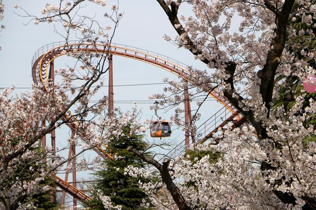 例年より 1週間から10日ほど遅れて見頃となった東京・神奈川の桜・・・<br />穏やかな晴天に恵まれた4/12、ようやく今年最初の花見となりました・・・<br /><br />行き先を 「こどもの国」 にきめて出発したのですが、現地に着くと、まさかの 「本日は水曜日で休園です」 の看板が・・・<br />事前に休園日を調べてこなかったとはいえ、桜のシーズンくらいは 「休園日なし」 にしてくれればいいのに・・・<br /><br />ならばということで、比較的近くて桜を楽しめる 「読売ランド」 へ・・・<br />スマホで調べると明日は休園日だが今日はやってるらしいので ＧＯ！<br /><br />「読売ランド」 の桜は満開、絶好の見頃です・・・<br />遊園地としては知られていても桜となるとまだ穴場的存在なのでしょうか、平日とはいえ以外に人も少なく、ゆっくり桜と遊ぶことが出来ました・・・<br />狙い目です・・・<br />結果的には 「こどもの国」 からこちらに回ってきて大正解の一日でした・・・<br /><br />