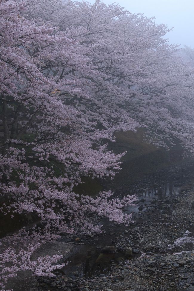 今日も桜が見頃の京都へ。<br /><br /><br />七谷川畔　和らぎの道<br />善峯寺（よしみねでら）<br />正法寺（しょうぼうじ）<br />向日（むこう）神社<br />御香宮（ごこうのみや）神社