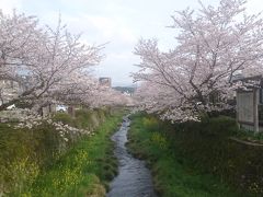山口の桜と食い道楽