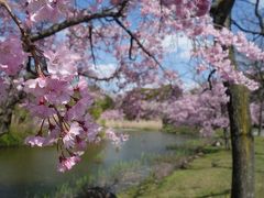 庄内緑地。水鳥池桜苑のソメイヨシノと枝垂桜がきれいでした。