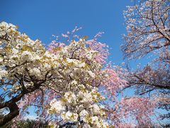 名古屋市東谷山フルーツパークの満開の枝垂れ桜　バゲットラビットのパンとa little＋bagelのベーグル　シャンパンブランチでシャンパンランチを楽しもう