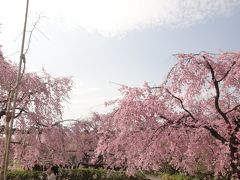 雨あがる、枝垂桜と東谷山フルーツパーク