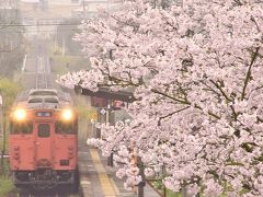 満開な桜が咲き広がる芸備線沿線の古き良き桜の風景を探しに訪れてみた