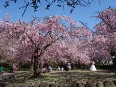 庄内緑地の枝垂桜。隠れた名所。写真撮影にサイコーです。
