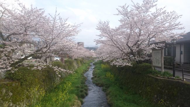 新年度をはじめて山口で迎える。<br />湯田温泉をはじめ県内、市内の名所を含めて山口の春を堪能したい。<br />半年間で多くの店に通ったが、まだまだ制覇したとはもちろん言い難い。<br />あいさつ回りは飲み会などもあるこの時期に更にお気に入りの店を増やそう。<br /><br />ランチでは湯田温泉にある「炉舎」の洋食が美味しい。<br />ボリューム感もあるし女性にも喜ばれる雰囲気も素晴らしい。<br />接待ならこの「たつい」も欠かせない。<br />刺身や天ぷらをメインにした上品なランチがオススメだ。<br />うどんの「勝一」も人気だ。<br />はじめて言ってから続けて二日通ってしまうほどうまい！<br /><br />夜は「居酒屋坂田」がオススメ。<br />名前とは違って高級感がある店構えで上品な印象。<br />接待やデートにも使える。<br />湯田温泉の「一凛の花」も中々の店だ。<br /><br />新山口では「若新」が中々良い。<br />新鮮な刺身はハイレベルでランチしか行ったことがないが、夜も是非一杯やってみたい。<br /><br />名所の一の坂川の桜が見れたのも良かった。<br />満開の桜並木の散策は楽しい。<br />座り込んで酒を飲んでいる人がいないもの嬉しい。<br /><br /><br />