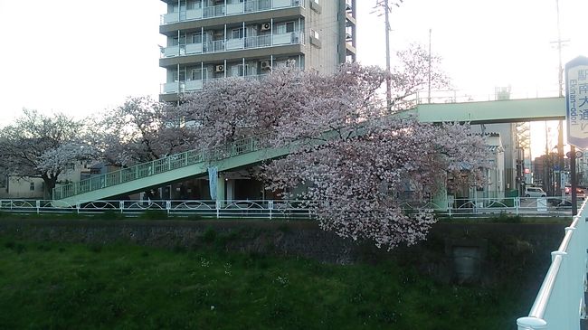 2017浜松・馬込川のサクラ