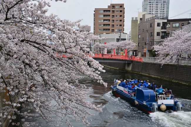 東京の桜の開花宣言がでたのが3月21日、満開が4月2日頃だった。<br />それから1週間ほど経った4月10日、ＪＲ目黒駅から目黒川沿いの桜を追っかけ東海道品川宿までの約3.5ｋｍを、のんびり歩いてみました。<br /> 散り始めた桜が花吹雪になって、川面は”花筏”ができていました。<br /><br />　目黒川全長は約8Ｋｍあり、約1350本の桜があるそうです。<br /><br />※　目黒川は、東京都世田谷区、目黒区および品川区を流れ東京湾に注ぐ河川。二級水系の本流である。 河口付近では古くは「品川」といい、湾岸開発が進む以前は河口付近で流れが湾曲していて流れが緩やかであったため、古くは港として使われ、品の行き交っていた川であった。これが「品川」の起こりとされる。 ウィキペディアより