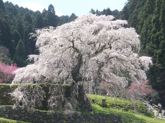 ４月１３日、この日は天気もよく最高の桜のお花見日和でした。<br /><br />　今回も同僚３人でバイクでのツーリングを兼ねたお花見でした。<br />宇陀と言うと「又兵衛桜」が有名ですが、宇陀には桜１３景がありまして<br />その内の４景、「又兵衛桜」、「大野寺のしだれ桜」、「佛隆寺の千年桜」、「水分桜」そして、藤原京跡の菜の花畑に行ってきました。<br />又兵衛桜は以前にテレビで紹介されていたのか沢山の観光客がいました。<br /><br />とにかく今が見ごろなので、是非すぐに行ってもらいたくて投稿しました。<br /><br />皆さん！今が旬ですよ！<br /><br />因みに佛隆寺の千年桜はまだ蕾でした。来週くらいが旬だそうです。<br />１７日夜に「ニュースステーション」で生放送予定だそうです。<br />（現地の方が言ってました。）是非ごらんください。<br />　