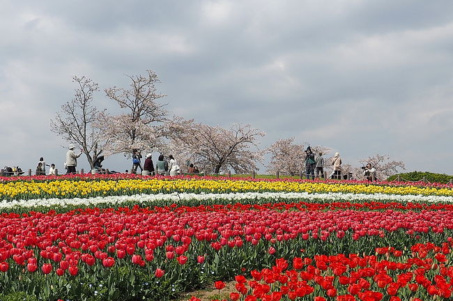 まあ見事の一言、オランダのキューケンホフ公園を思い出しました。敷地の広さではこちらが優勢？<br /><br />チューリップなど５０万株が一斉に花開いて､おまけに名残の桜もまだまだ健在で見応えがありました。<br /><br />先日のカフェプリュスエフでランチして来ました。http://4travel.jp/travelogue/11222678