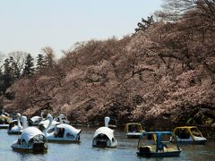 井の頭公園でお花見＆吉祥寺散策