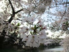 県立三ッ池公園*『さくら名所１００選』*散りばめられた花びら 桜色に染まる池のまわりを散歩