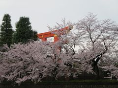 京都お花見ステイ１　ヤオイソ、壬生寺、一之船入