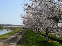 美嚢川の桜並木