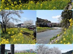 桜と菜の花　いすみ鉄道・小湊鐵道沿線ドライブ　2017