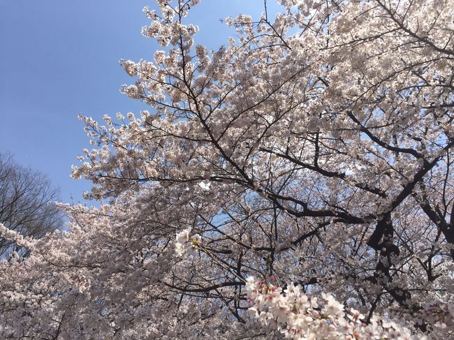恒例の代々木公園にお花見に行きました。<br />風が少し強かったですが、満開の桜が楽しめました、しかしワンコは花よりウマウマ！！<br />ダックスは食いしん坊ですね。<br /><br />