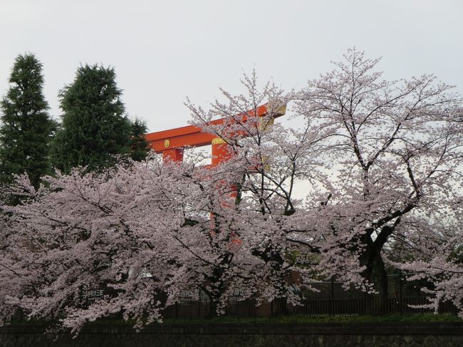 桜の季節ですね♪<br /><br />氷宇治金時家では、京都東山にて<br /><br />お花見ステイをしてまいりました^^<br /><br /><br />一口に京都と言っても、<br /><br />伏見の醍醐寺のと東山界隈では、<br /><br />開花時期もずれるようですし、<br /><br />そもそも京都は、ソメイヨシノ一筋の東京に比べて<br /><br />桜の種類が豊富！<br /><br /><br />山桜、エドヒガン、仁和寺の御室桜など。<br /><br />谷崎純一郎の『細雪』で有名な、<br /><br />平安神宮のしだれ桜は、少し遅めの開花ですよね。<br /><br /><br />というわけで、<br /><br />氷宇治金時夫が仕事そっちのけ（!?）で、<br /><br />琵琶湖疏水、蹴上インクラインの開花状況をこまめにチェック、<br /><br />狙いを定めて、東京から<br /><br />行ってきました。<br /><br /><br />写真は、琵琶湖疏水のあたりから見た平安神宮の鳥居。<br /><br />桜の淡い色に、朱色がよく映えます。<br /><br />