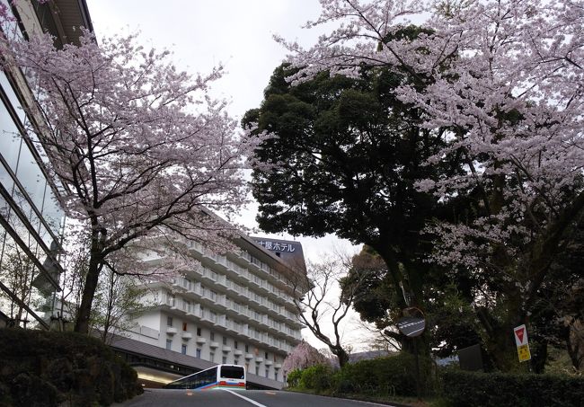 久しぶりの湯本富士屋ホテル。桜が見頃を迎えている。デジカメ片手にウロウロと。