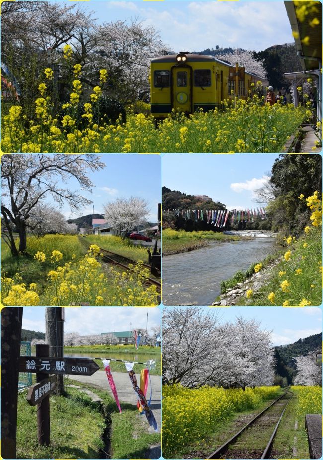 いすみ鉄道と小湊鐵道沿線の桜と菜の花を求めて出掛けて来ました。<br />プライベートで桜を愛でるにあたり中々満開のタイミングが掴めないものですが、今年はジャストタイミングでした。