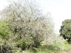 旧鎌倉道の尾根道に満開の大島桜の桜並木