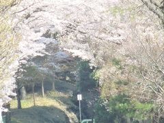 [至急！]　京都の桜の満開～終盤　桜の見どころを探してきました。