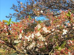 春の桜を楽しみに福岡県　久山町～粕屋町