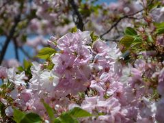 やっと晴れの日が来ましたので桜(大阪造幣局・夙川)を見に行きました。