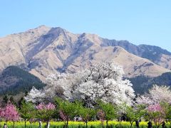 熊本県南阿蘇村　一心行の大桜