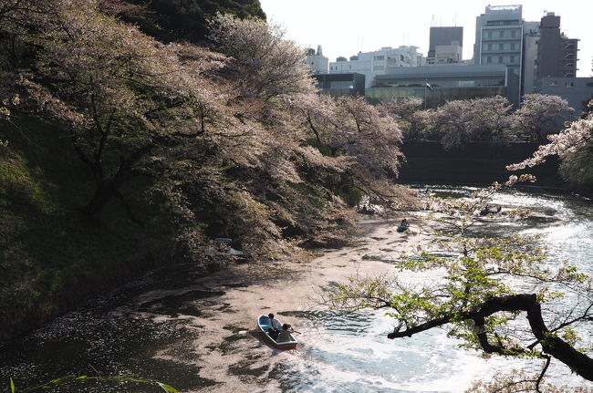 東京国立近代美術館のMarcel  Breuer展をお目当てに神保町駅から散策してみました。<br /><br />帰りは九段下駅から、桜の名所の千鳥ヶ淵は散り始めでしたが、お堀が桜の花びらでピンク色になりとても神秘的でした。